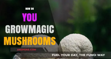 Grow Magic Mushrooms: A Step-by-Step Guide
