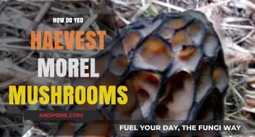 Mastering Morel Harvesting: Tips for Finding and Collecting Wild Mushrooms