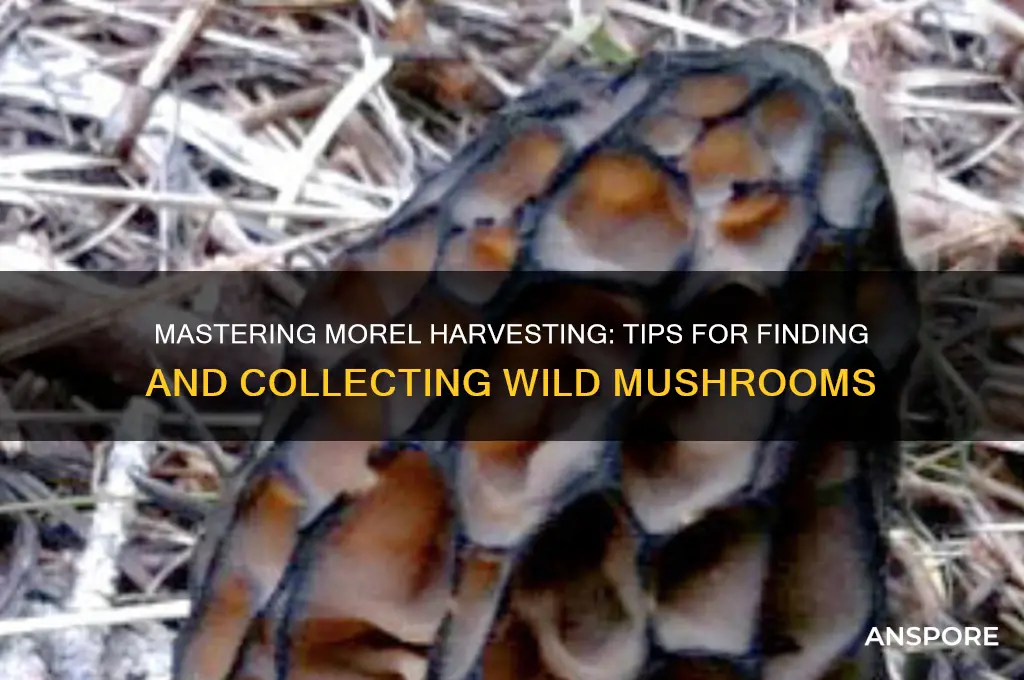 how do you haevest morel mushrooms
