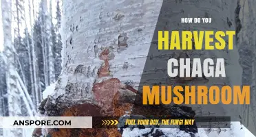 Foraging Chaga Mushrooms: A Step-by-Step Guide