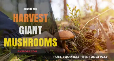 Giant Mushroom Harvest: Secrets to Success