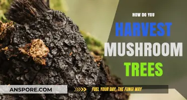 Harvesting Mushroom Trees: A Step-by-Step Guide