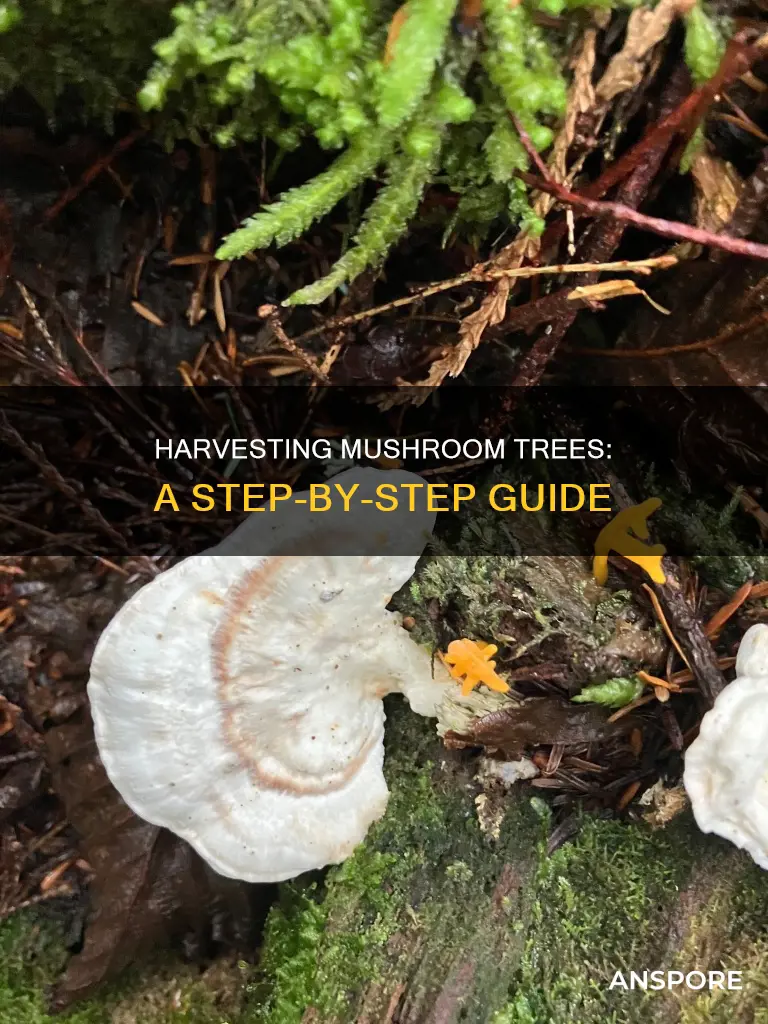 how do you harvest mushroom trees