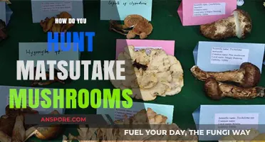 Foraging for Matsutake Mushrooms: Secrets to Success