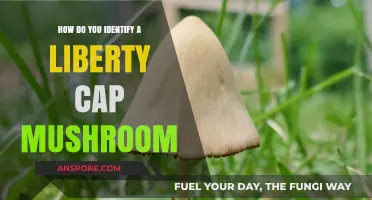 Recognizing Liberty Cap Mushrooms: A Guide
