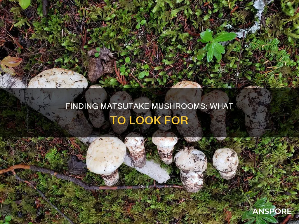 how do you identify a matsutake mushroom