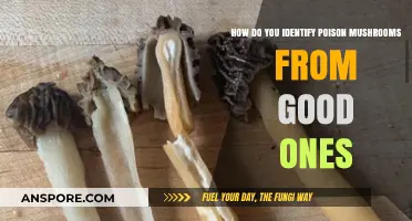 Spotting Deadly Mushrooms: A Guide to Safe Foraging in the Wild