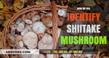 Shiitake Mushrooms: Identifying the Unique Traits