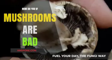 Identifying Spoiled Mushrooms: Key Signs They’ve Gone Bad