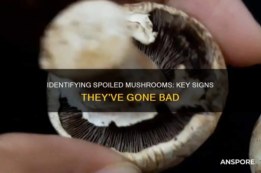 how do you if mushrooms are bad