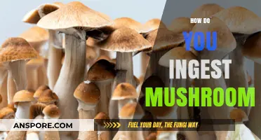 Mushroom Consumption: Edible, Medicinal, and Psychedelic Varieties