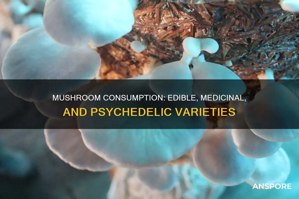 how do you ingest mushrooms