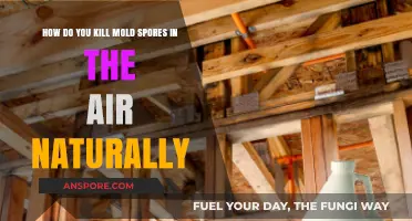 Natural Ways to Eliminate Airborne Mold Spores in Your Home