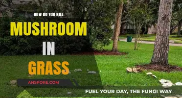 Get Rid of Mushrooms in Your Lawn