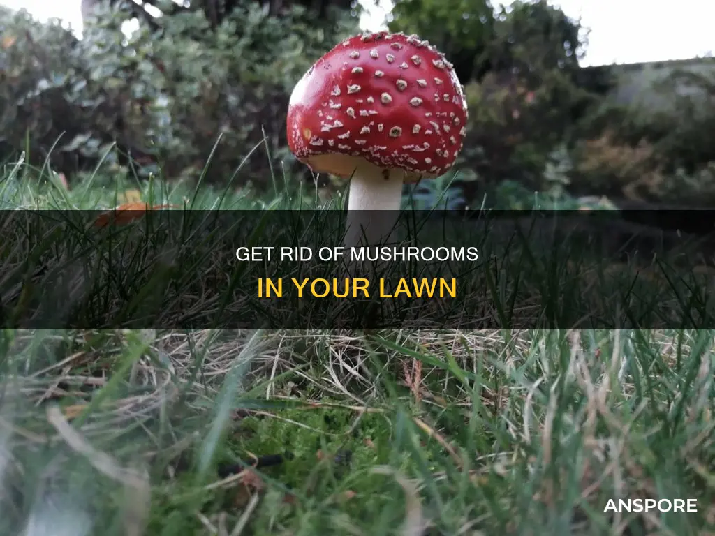 how do you kill mushroom in grass