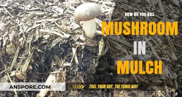 Effective Ways to Eliminate Mushrooms Growing in Your Mulch Beds