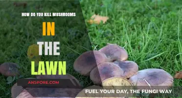Effective Ways to Eliminate Mushrooms from Your Lawn Permanently