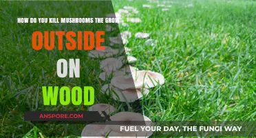 Effective Ways to Eradicate Mushrooms Growing on Outdoor Wood Surfaces