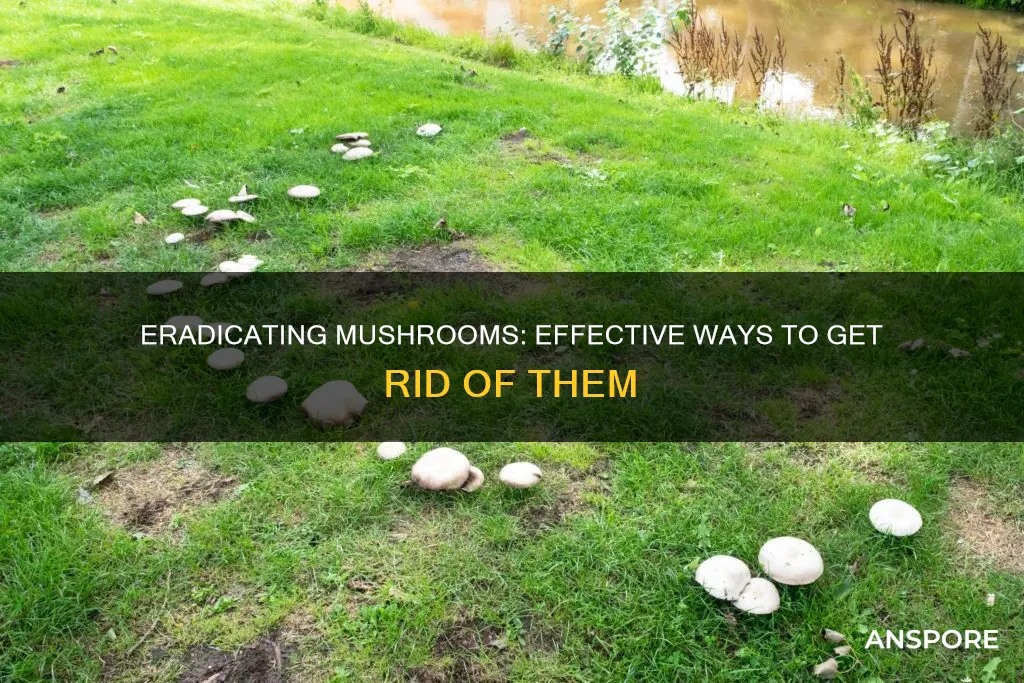 how do you kill mushrooms
