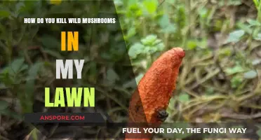 Eradicating Wild Mushrooms from Your Lawn