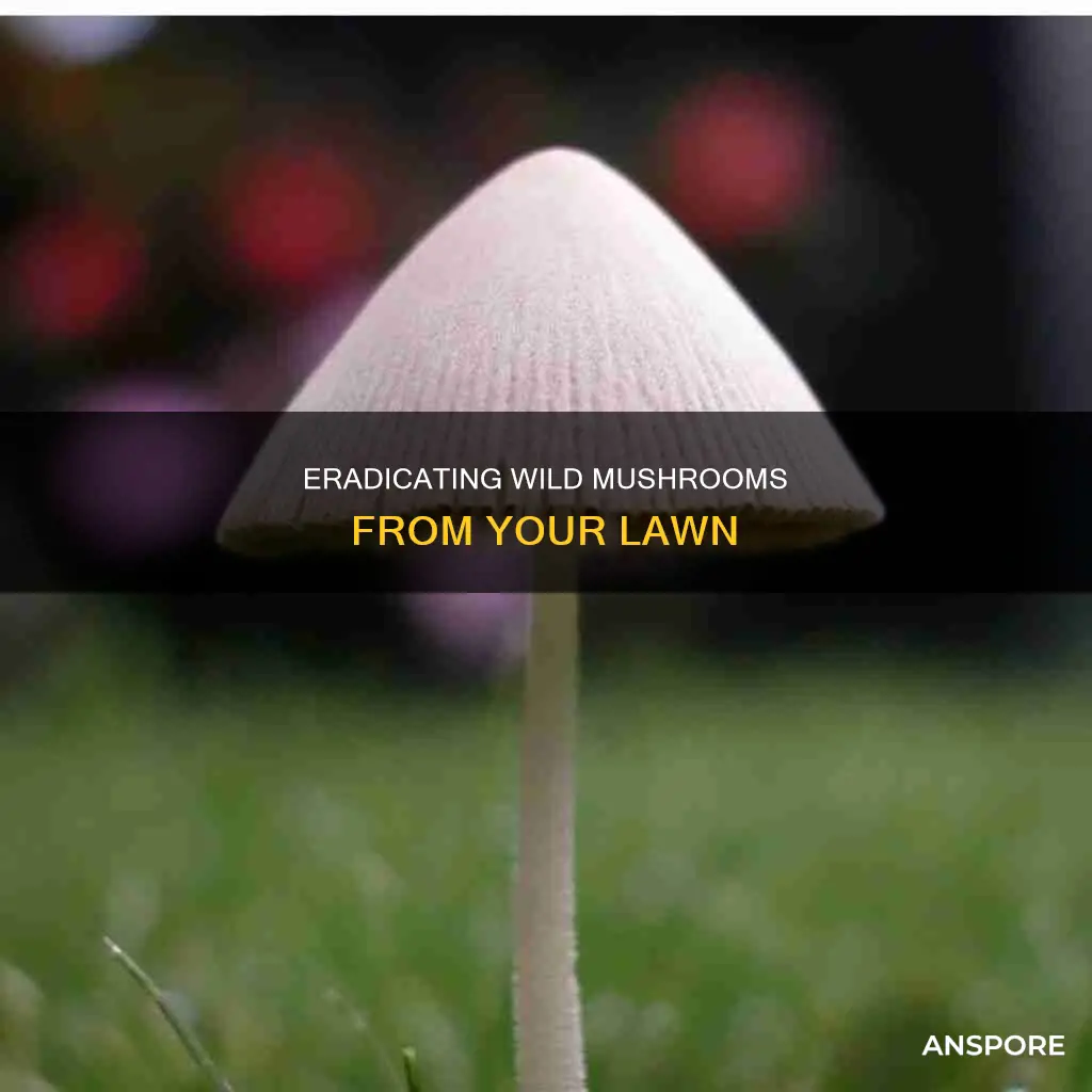 how do you kill wild mushrooms in my lawn