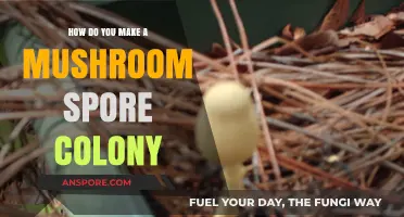Cultivating Mushroom Colonies: A Step-by-Step Guide to Spore Inoculation