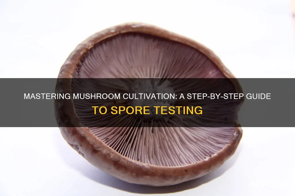 how do you make a mushroom spore test