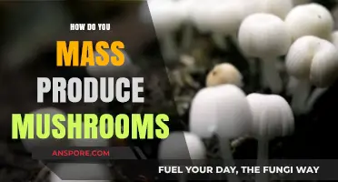 The Magic of Mushroom Cultivation: Scaling Up Production