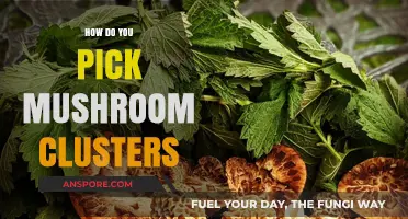 Picking Mushroom Clusters: A Beginner's Guide