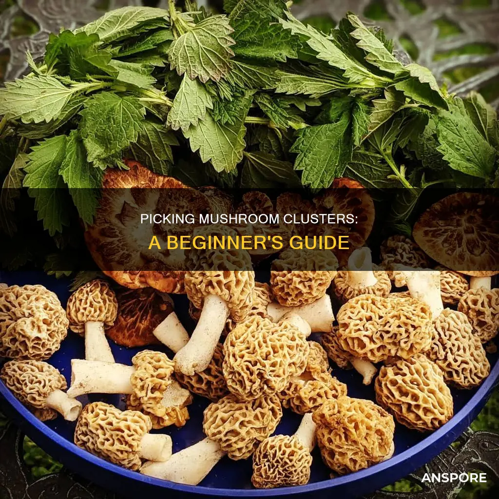 how do you pick mushroom clusters