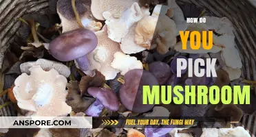 Foraging Mushrooms: Picking the Right Ones