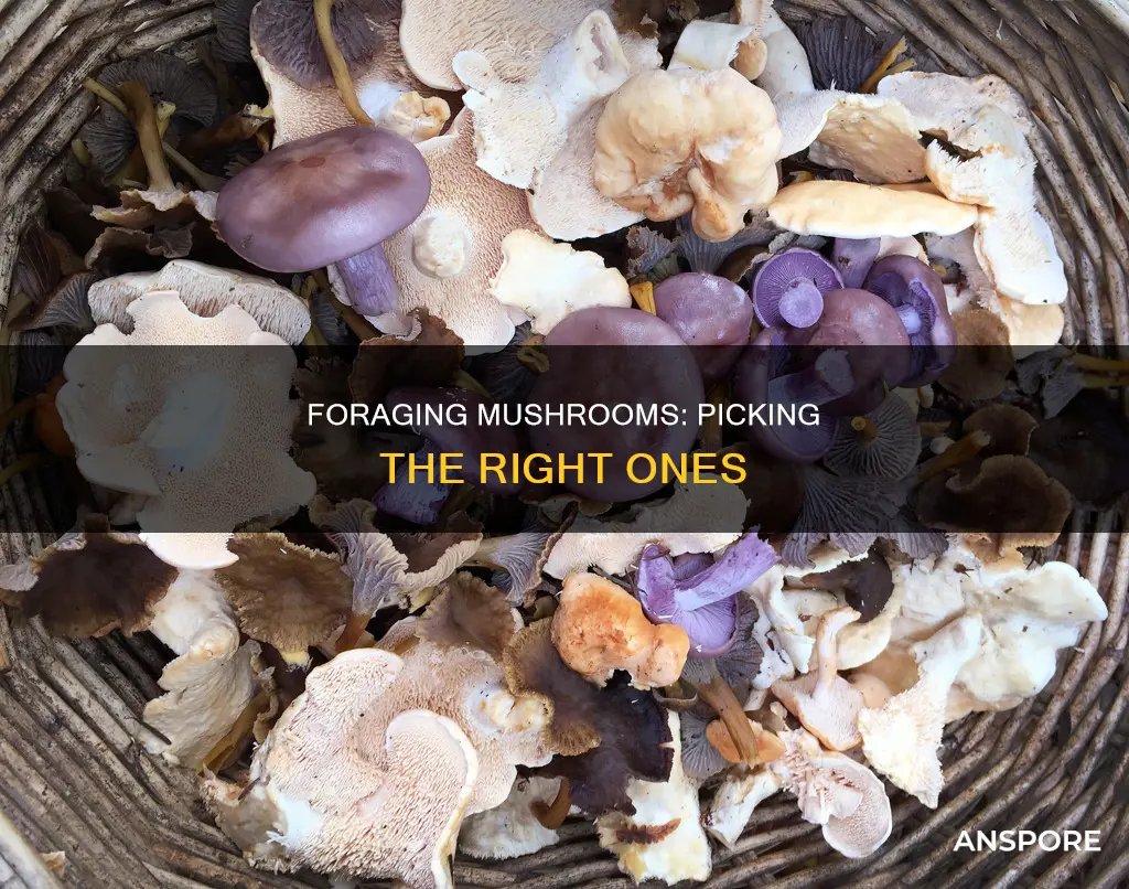 how do you pick mushrooms