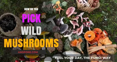 Foraging Wild Mushrooms: A Beginner's Guide