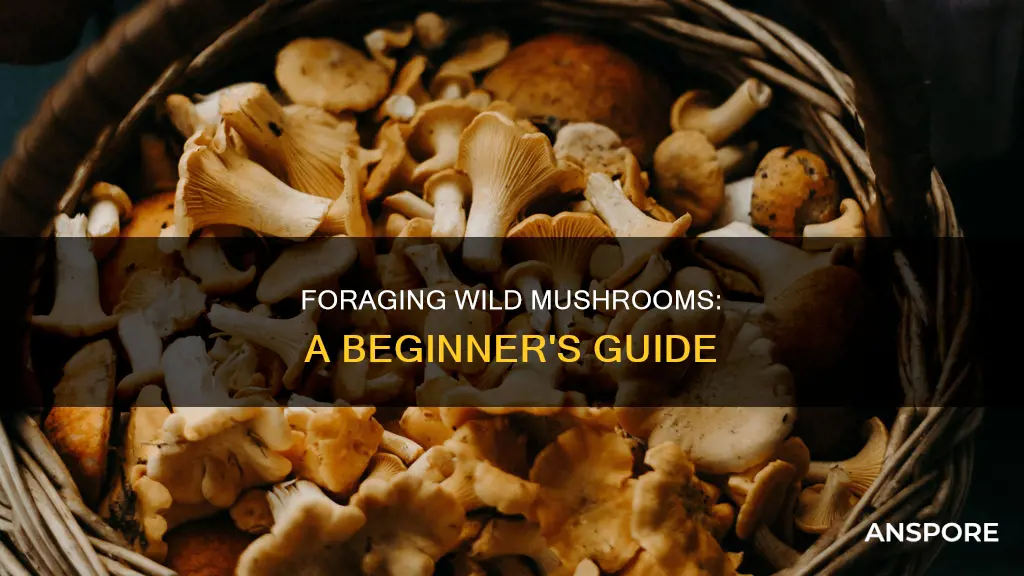 how do you pick wild mushrooms