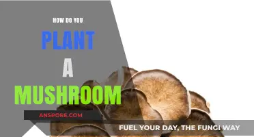 Planting Mushrooms: A Step-by-Step Guide to Success