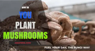 Mushroom Planting: A Step-by-Step Guide