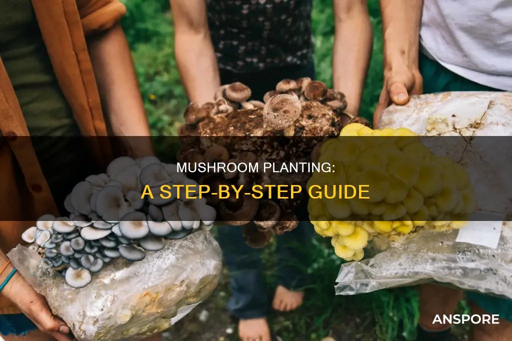 how do you plant mushrooms