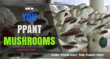 Grow Your Own Mushrooms: A Step-by-Step Guide