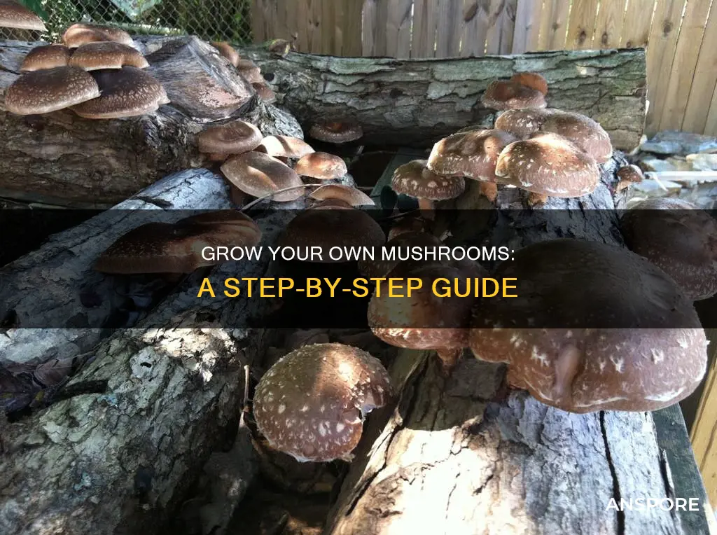 how do you ppant mushrooms