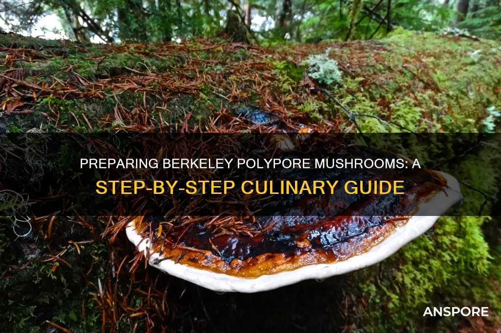 how do you prepare a berkeley polypore mushroom to eat