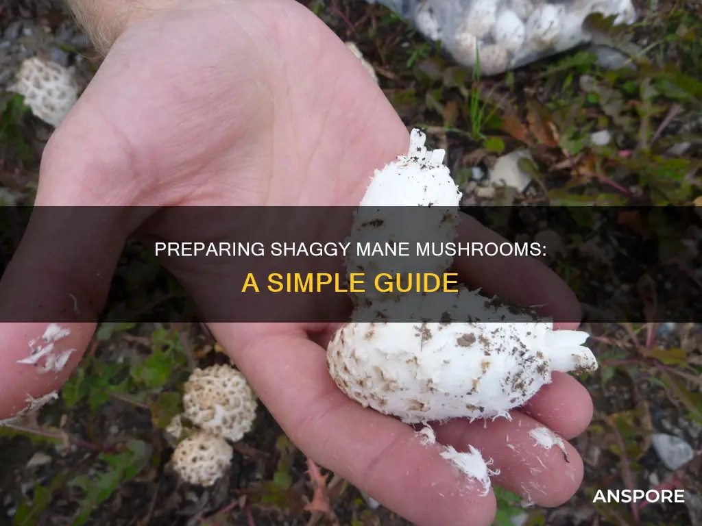 how do you prepare shaggy mane mushrooms