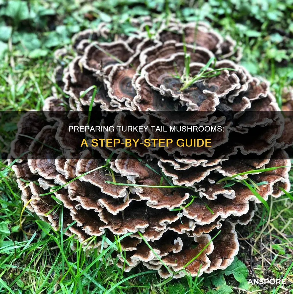 how do you prepare turkey tail mushrooms