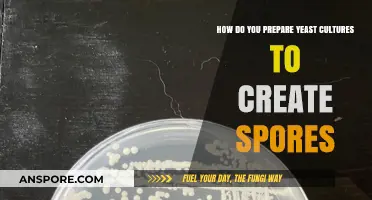 Mastering Yeast Sporulation: A Step-by-Step Guide to Culturing Spores