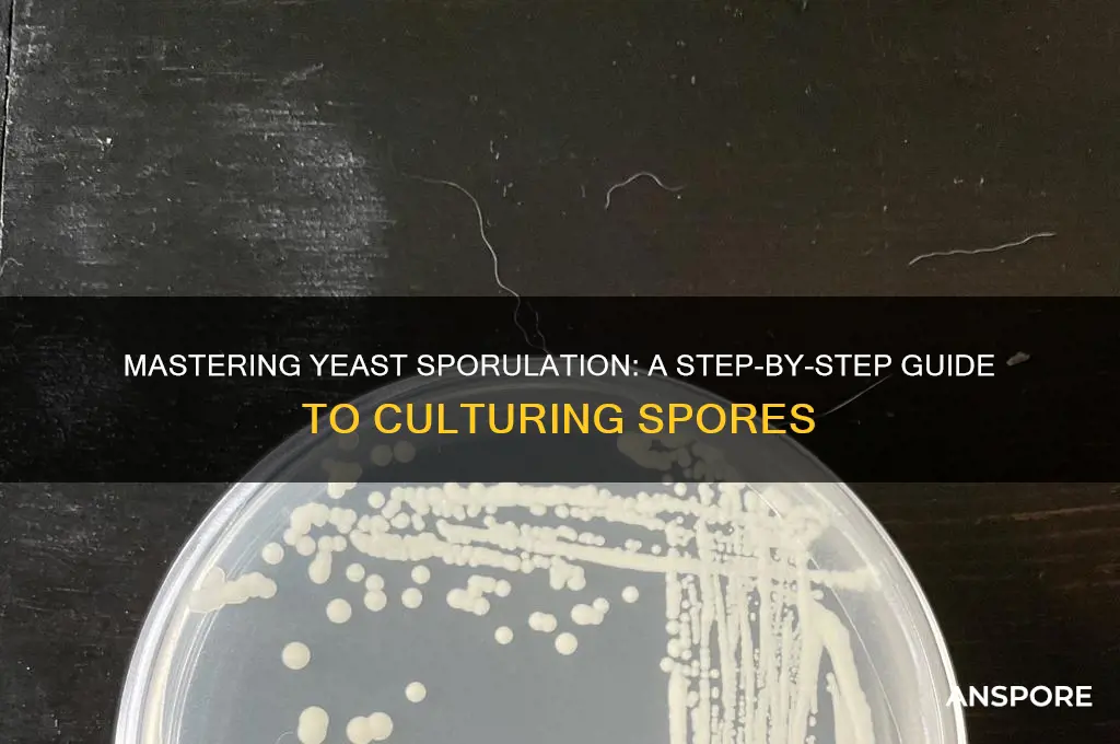 how do you prepare yeast cultures to create spores