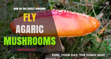 Safe Consumption of Fly Agaric Mushrooms