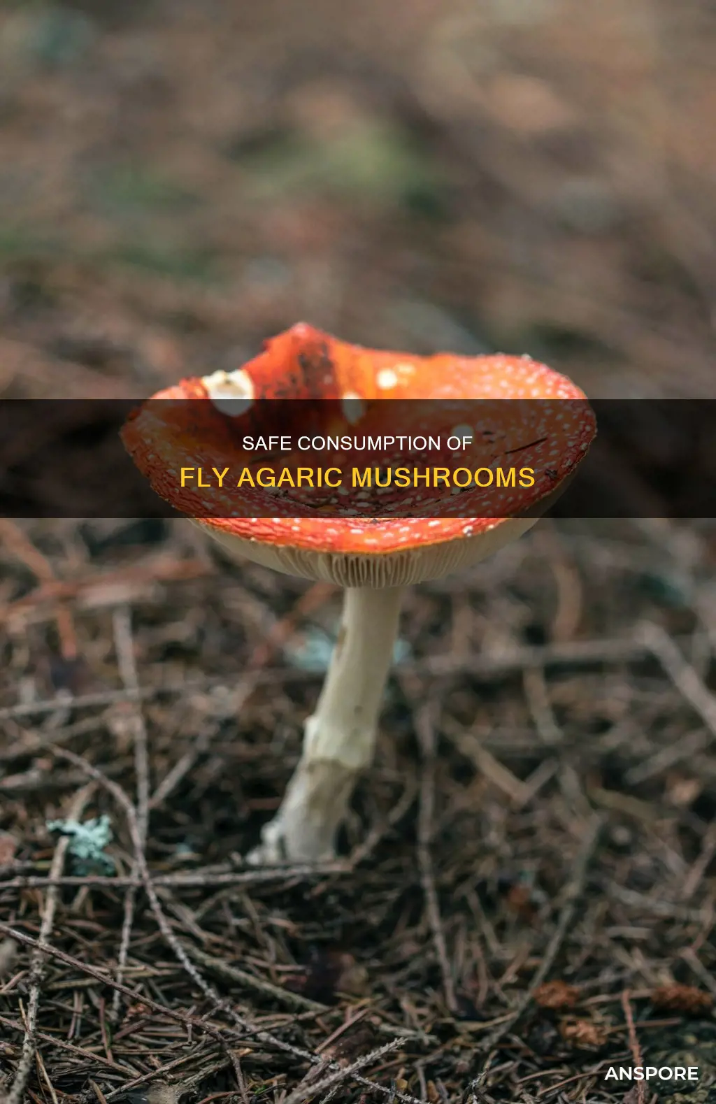 how do you safely consume fly agaric mushrooms