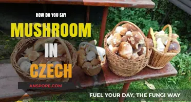 Mushroom Translation: Czech Language Guide