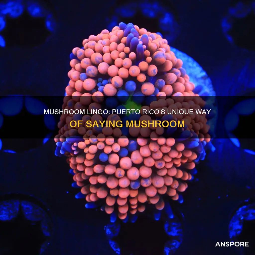 how do you say mushroom in puerto rico