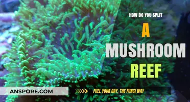 Mushroom Reef Propagation: Splitting Techniques for Success