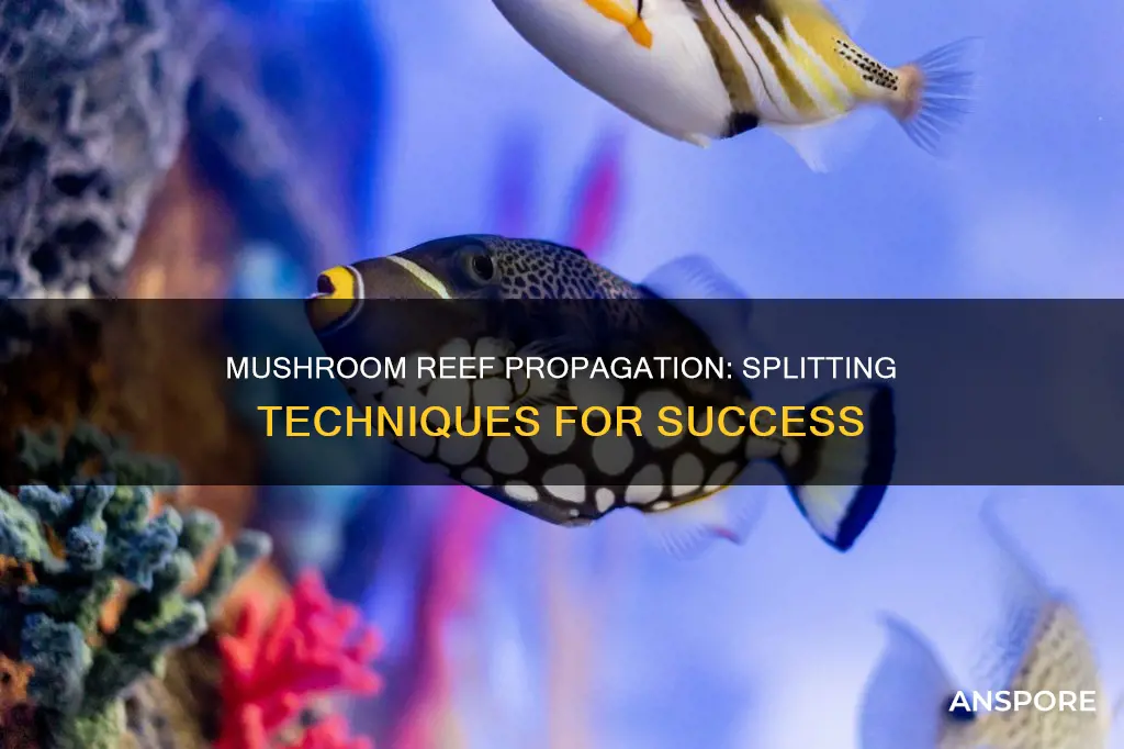 how do you split a mushroom reef